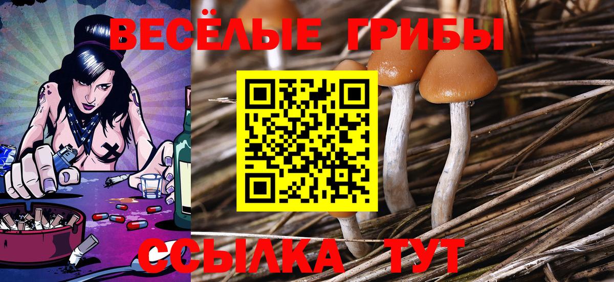Сарапул  Псилоцибиновые грибы Cubensis  Вход с VPN 